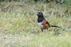 Pipilo maculatus oregonus