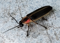 Photinus