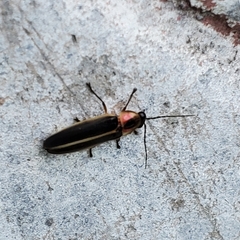 Photinus