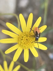 Melanopleurus bicolor