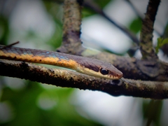 Dendrelaphis tristis
