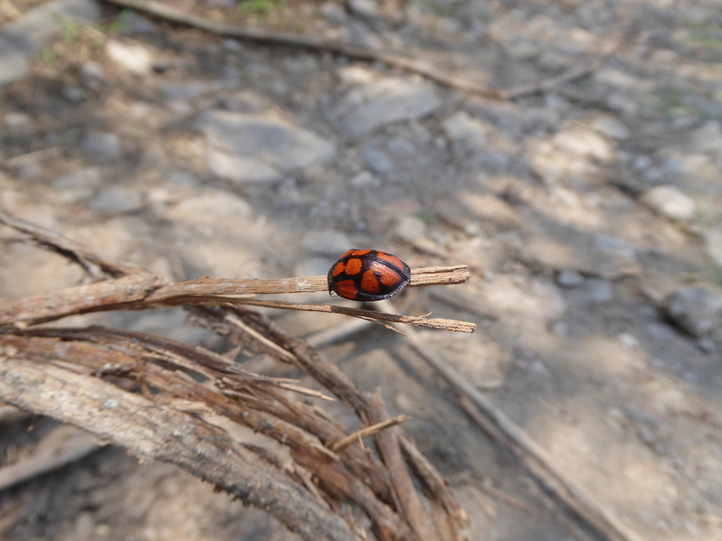 Ogdoecosta juvenca
