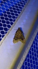 Hypsopygia phoezalis