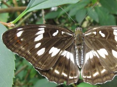Limenitis sydyi