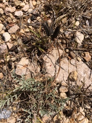 Astragalus missouriensis