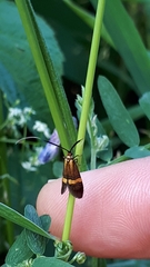 Nemophora amatella