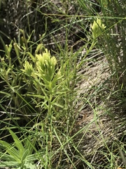Castilleja cervina