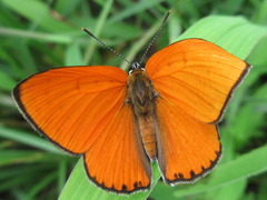 Lycaena dispar