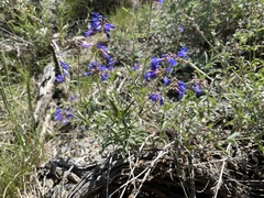 Penstemon watsonii