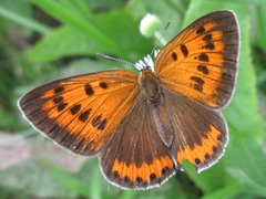 Lycaena dispar