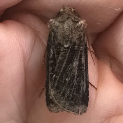 Agrotis clavis