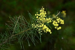 Acacia euthycarpa