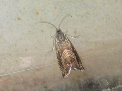 Grapholita delineana