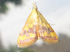 Pyrausta phoenicealis