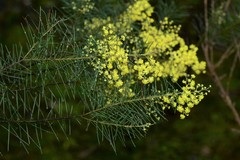 Acacia euthycarpa
