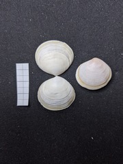 Semele proficua