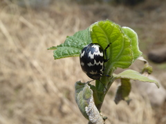 Leptinotarsa lacerata