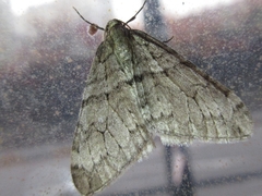 Operophtera relegata