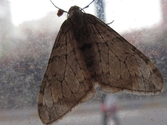 Operophtera relegata