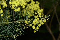 Acacia euthycarpa