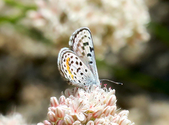 Euphilotes bernardino bernardino