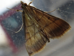 Cnaphalocrocis medinalis