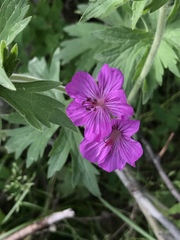 Geranium viscosissimum
