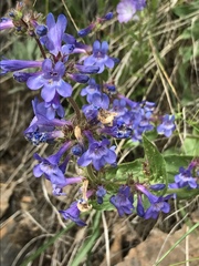 Penstemon pruinosus