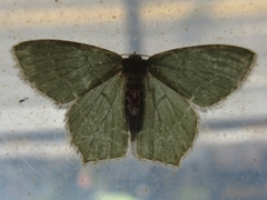 Maxates illiturata
