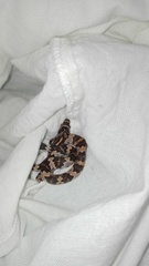 Trimorphodon quadruplex