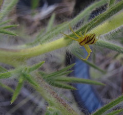 Mecaphesa schlingeri