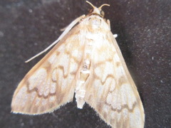 Neoanalthes contortalis
