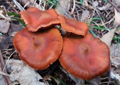 Cortinarius kula