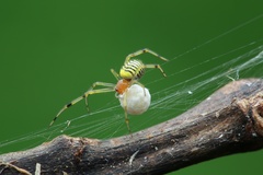 Theridion zonulatum