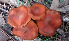 Cortinarius kula