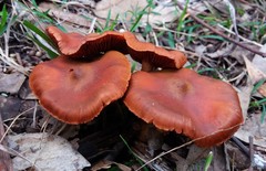 Cortinarius kula
