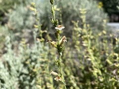 Penstemon deustus