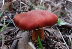 Cortinarius erythraeus