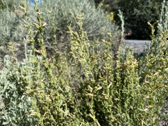 Penstemon deustus