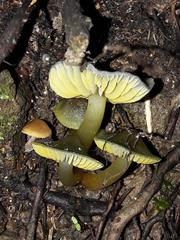 Hygrocybe fuscoaurantiaca