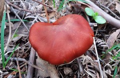 Cortinarius erythraeus