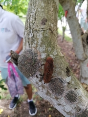 Meranoplus bicolor