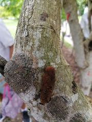 Meranoplus bicolor