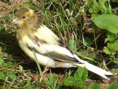 Serinus canaria domesticus