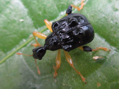 Phymatapoderus flavimanus