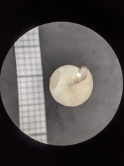 Image of Calliostoma pulchrum