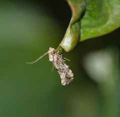 Morophaga choragella