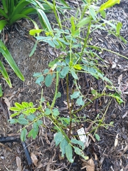 Sophora fraseri