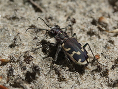 Cicindela formosa