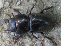 Serrognathus titanus castanicolor